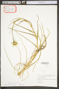 Tragopogon pratensis image