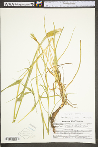 Tragopogon pratensis image