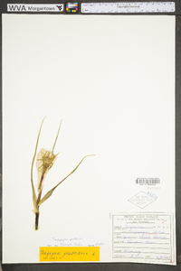 Tragopogon pratensis image