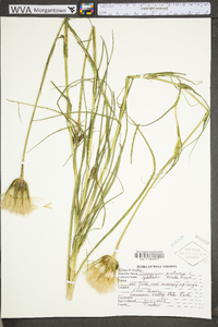 Tragopogon pratensis image