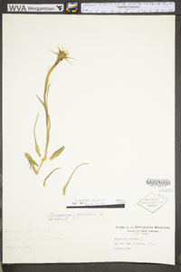 Tragopogon pratensis image