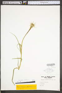 Tragopogon pratensis image