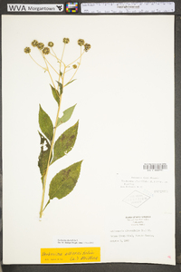 Verbesina alternifolia image