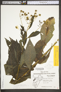 Verbesina alternifolia image