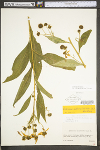 Verbesina alternifolia image