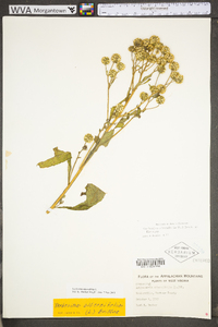 Verbesina alternifolia image