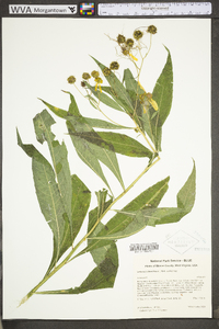 Verbesina alternifolia image