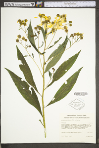 Verbesina alternifolia image