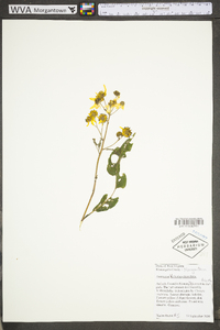 Verbesina alternifolia image