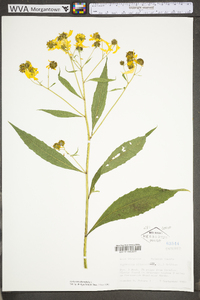 Verbesina alternifolia image