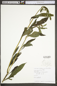 Verbesina alternifolia image