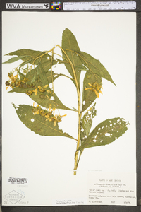 Verbesina alternifolia image