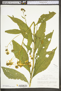 Verbesina alternifolia image