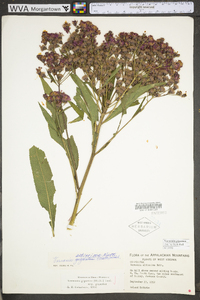 Vernonia gigantea subsp. gigantea image