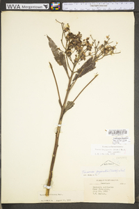 Vernonia gigantea subsp. gigantea image