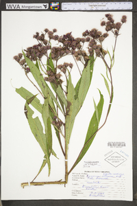 Vernonia gigantea subsp. gigantea image