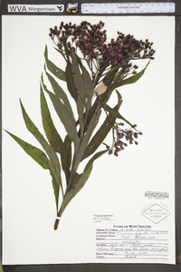 Vernonia gigantea subsp. gigantea image