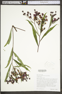 Vernonia noveboracensis image