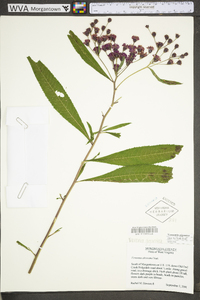 Vernonia gigantea subsp. gigantea image