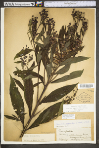 Vernonia gigantea subsp. gigantea image