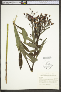 Vernonia gigantea subsp. gigantea image