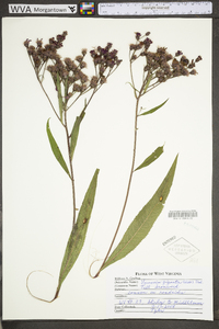 Vernonia gigantea subsp. gigantea image