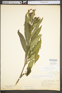 Vernonia gigantea subsp. gigantea image