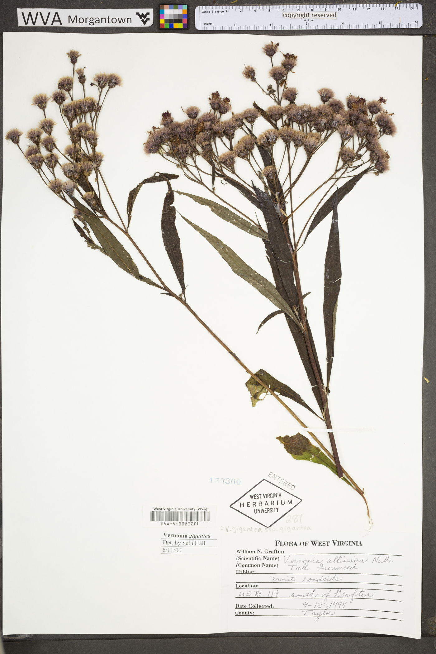 Vernonia gigantea subsp. gigantea image