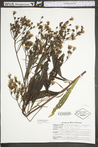 Vernonia gigantea subsp. gigantea image
