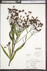 Vernonia gigantea subsp. gigantea image