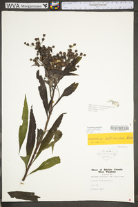 Vernonia gigantea subsp. gigantea image