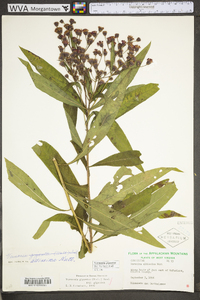 Vernonia gigantea subsp. gigantea image