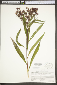Vernonia gigantea subsp. gigantea image
