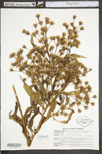 Vernonia gigantea subsp. gigantea image