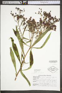 Vernonia gigantea subsp. gigantea image