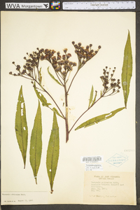 Vernonia gigantea subsp. gigantea image