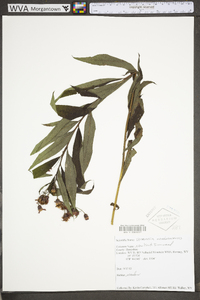 Vernonia noveboracensis image