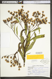 Vernonia gigantea subsp. gigantea image