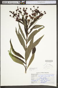 Vernonia noveboracensis image