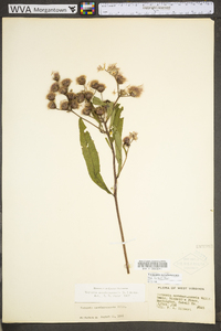 Vernonia noveboracensis image