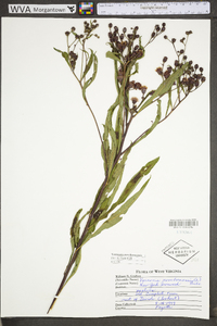 Vernonia noveboracensis image