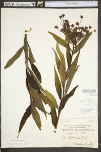 Vernonia noveboracensis image