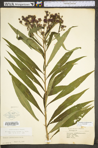 Vernonia noveboracensis image