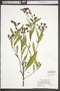 Vernonia noveboracensis image