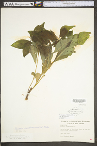 Vernonia noveboracensis image