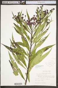 Vernonia noveboracensis image