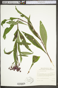 Vernonia noveboracensis image