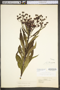 Vernonia noveboracensis image