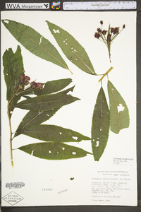 Vernonia noveboracensis image