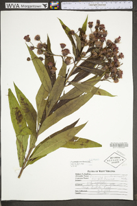 Vernonia noveboracensis image